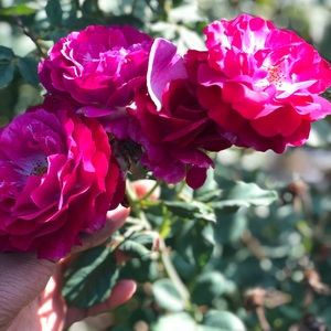 Meet your Posher, Brandon